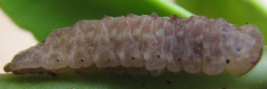 Hypochrysops apollo phoebus - Final Larvae